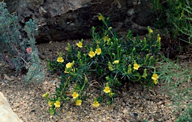 APII jpeg image of Hibbertia spicata  © contact APII