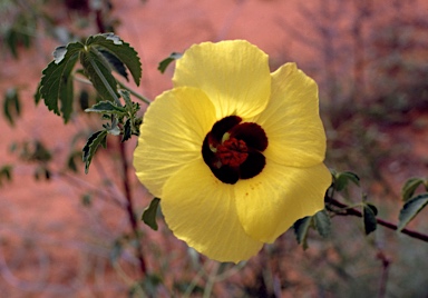 APII jpeg image of Hibiscus pentaphyllus  © contact APII