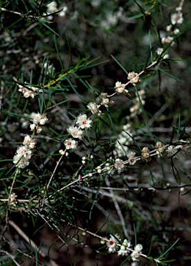 APII jpeg image of Hypocalymma angustifolium  © contact APII