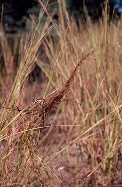 APII jpeg image of Heteropogon contortus  © contact APII