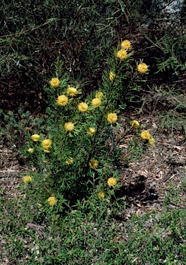 APII jpeg image of Isopogon anemonifolius  © contact APII