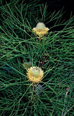 APII jpeg image of Isopogon anethifolius  © contact APII