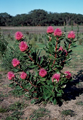 APII jpeg image of Isopogon cuneatus  © contact APII