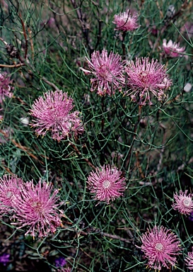 APII jpeg image of Isopogon divergens  © contact APII