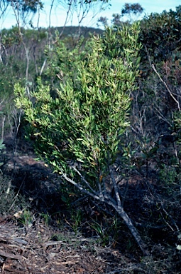 APII jpeg image of Isopogon polycephalus  © contact APII