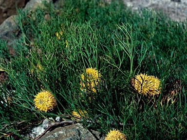 APII jpeg image of Isopogon prostratus  © contact APII