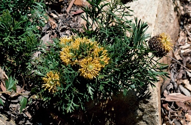 APII jpeg image of Isopogon anemonifolius 'Little Drumsticks'  © contact APII