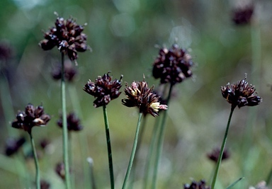 APII jpeg image of Juncus falcatus  © contact APII