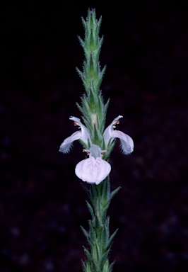 APII jpeg image of Rostellularia adscendens  © contact APII