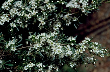 APII jpeg image of Kunzea ericoides  © contact APII