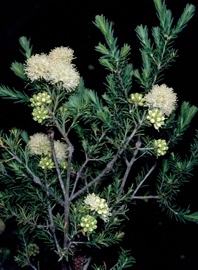 APII jpeg image of Kunzea glabrescens  © contact APII