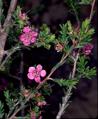 APII jpeg image of Kunzea jucunda  © contact APII