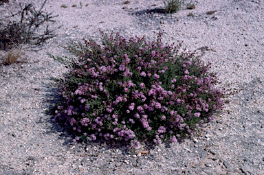 APII jpeg image of Kunzea parvifolia  © contact APII