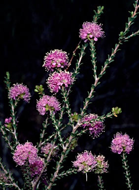 APII jpeg image of Kunzea micrantha  © contact APII