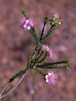 APII jpeg image of Kunzea rostrata  © contact APII