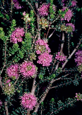 APII jpeg image of Kunzea recurva  © contact APII