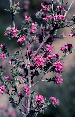 APII jpeg image of Kunzea acicularis  © contact APII