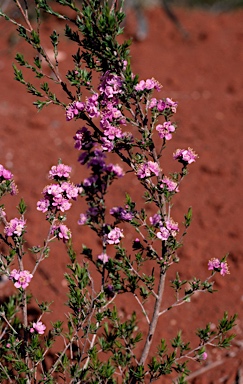 APII jpeg image of Kunzea strigosa  © contact APII