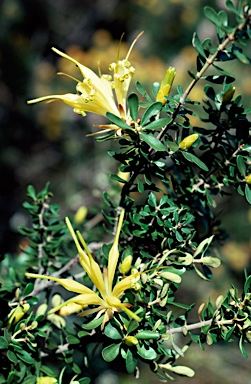 APII jpeg image of Lambertia inermis  © contact APII