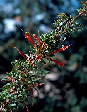 APII jpeg image of Lambertia uniflora  © contact APII