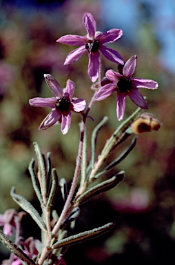 APII jpeg image of Lysiosepalum involucratum  © contact APII