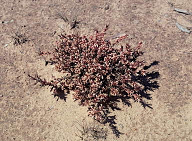 APII jpeg image of Leucopogon neo-anglicus  © contact APII