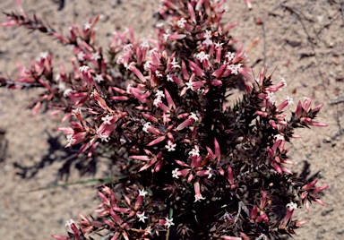 APII jpeg image of Leucopogon neo-anglicus  © contact APII