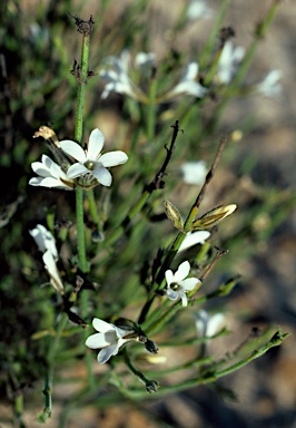 APII jpeg image of Logania spermacocea  © contact APII