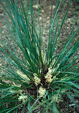 APII jpeg image of Lomandra effusa  © contact APII