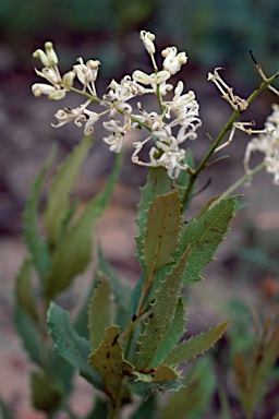 APII jpeg image of Lomatia ilicifolia  © contact APII