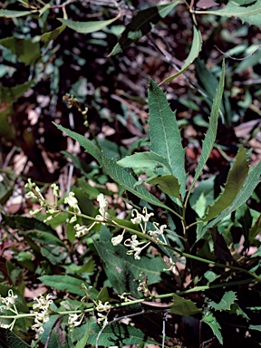 APII jpeg image of Lomatia ilicifolia  © contact APII