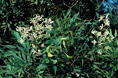 APII jpeg image of Lomatia silaifolia  © contact APII