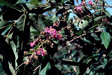 APII jpeg image of Lagerstroemia archeriana subsp. archeriana  © contact APII