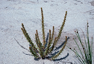 APII jpeg image of Lawrencia glomerata  © contact APII