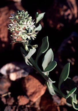 APII jpeg image of Lepidium pholidogynum  © contact APII