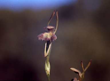 APII jpeg image of Leporella fimbriata  © contact APII