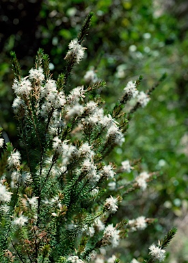 APII jpeg image of Calytrix acutifolia  © contact APII