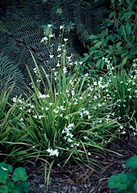 APII jpeg image of Libertia paniculata  © contact APII