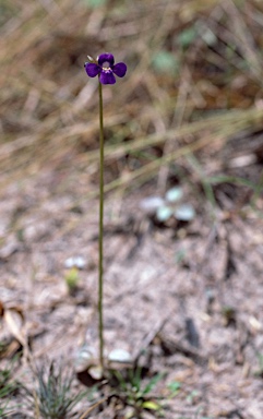 APII jpeg image of Lindernia mitrasacmoides  © contact APII