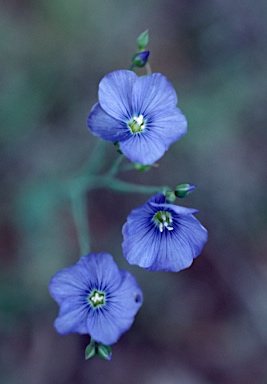 APII jpeg image of Linum marginale  © contact APII