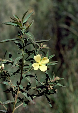 APII jpeg image of Ludwigia octovalvis  © contact APII