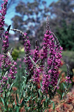 APII jpeg image of Lythrum salicaria  © contact APII