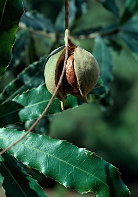 APII jpeg image of Macadamia tetraphylla  © contact APII