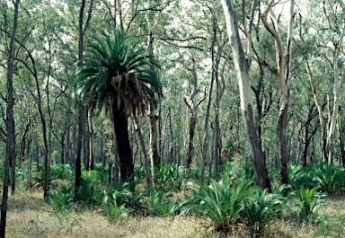 APII jpeg image of Macrozamia moorei  © contact APII