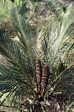 APII jpeg image of Macrozamia secunda  © contact APII