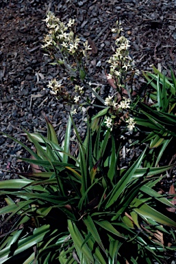 APII jpeg image of Milligania densiflora  © contact APII