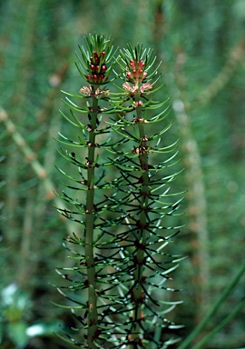 APII jpeg image of Myriophyllum crispatum  © contact APII