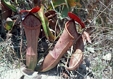 APII jpeg image of Nepenthes mirabilis  © contact APII