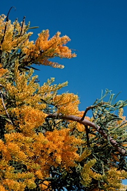 APII jpeg image of Nuytsia floribunda  © contact APII