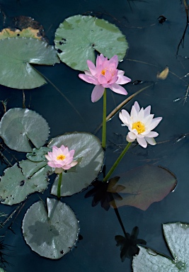 APII jpeg image of Nymphaea carpentariae  © contact APII